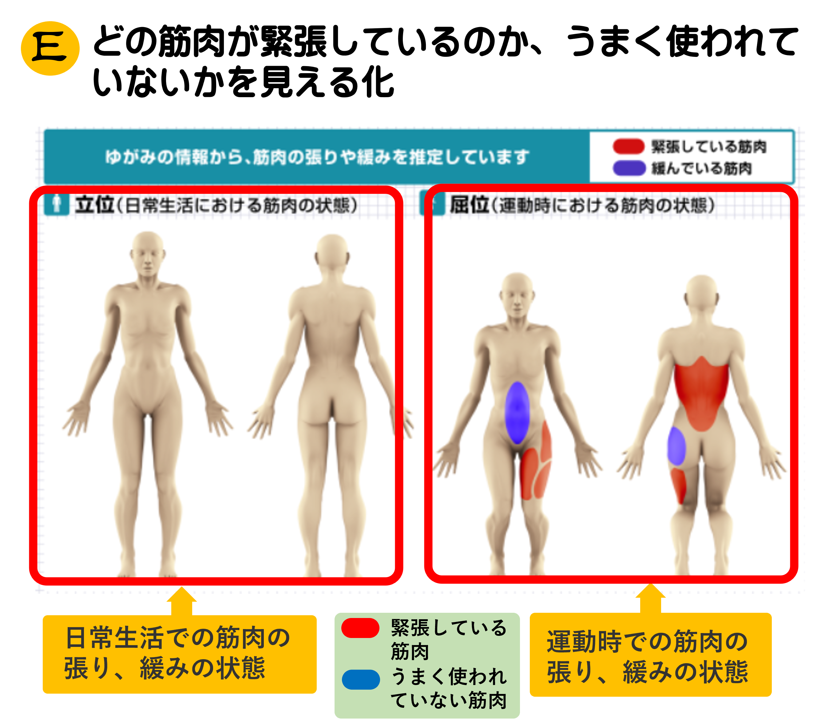 筋肉測定レポートE